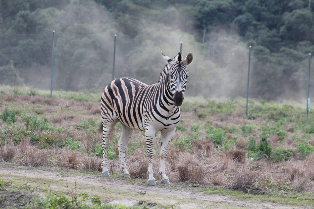 Bemvinda Zuri! Nova zebra macho acaba de chegar ao Portobello Lugar